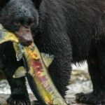 Premier Land and Sea Discount Package - Who Should Consider This Tour?