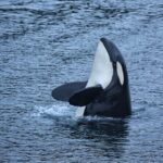 Premier Whale Watching and Wildlife Tour - An In-Depth Look at the Sitka Wildlife Tour Experience