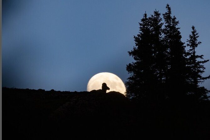 Premier Wildlife Tours in Saguaro National Park - Who Will Love This Tour?