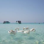 Premium Coral Island Pattaya by Speed boat - Exploring the Experience in Detail