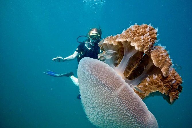 Premium Guided Scuba Diving Day Trip for Certified Divers - The Sum Up