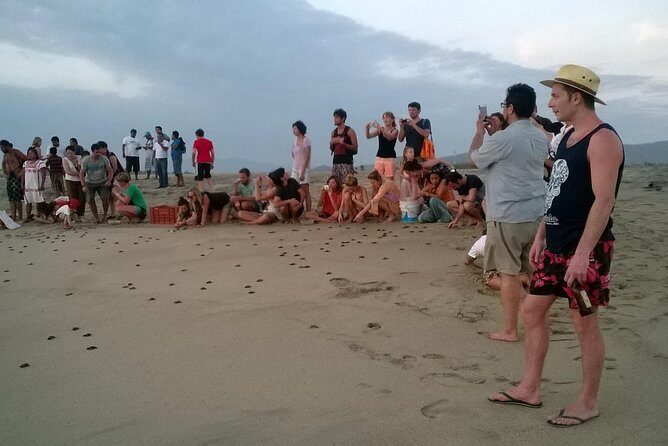 Preserving Baby Sea Turtles And Filling You With Energy In Bioluminescent Lights - In-Depth Look at the Tour Experience