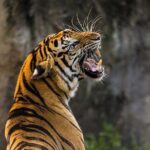Private 2-Day Tour to Ranthambhore Tiger Safari from Jaipur - Who Will Benefit Most?