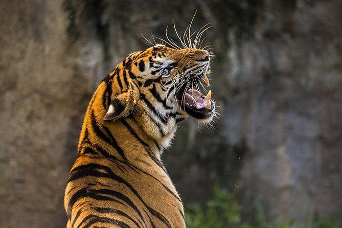 Private 2-Day Tour to Ranthambhore Tiger Safari from Jaipur - Who Will Benefit Most?