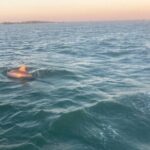 Private 2-Hour Dolphin and Sightseeing Tour - Why This Tour Offers Good Value