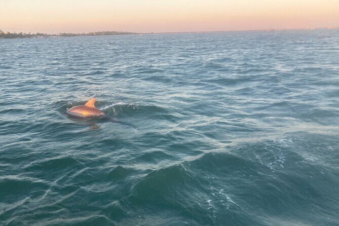 Private 2-Hour Dolphin and Sightseeing Tour - Why This Tour Offers Good Value