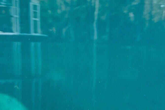 Private 2Hour Clear Kayak/ROC Paddle Board Rental on Silver River - The Experience: What to Expect