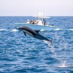 Private 2hr Supreme Whale/Dolphin Watching Tour, Newport Beach CA - Final Thoughts