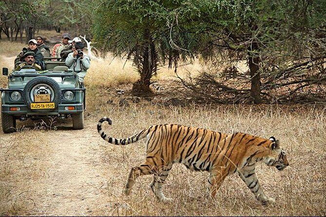 Private 3-Day Ranthambhore Tiger Tour from Agra ending in Jaipur - Authentic Experiences and Practicalities
