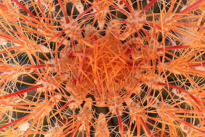 Private-36 Hour Adventure in Joshua Tree National Park - A Deep Dive into the Experience