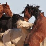 Private 4 Hour Red Canyon Wild Mustang Air Conditioned Van Tours - FAQ