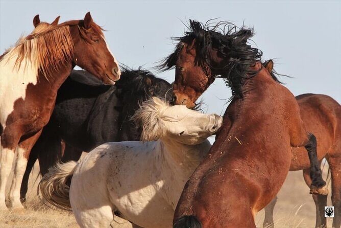 Private 4 Hour Red Canyon Wild Mustang Air Conditioned Van Tours - FAQ