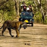 Private 5-Day Ranthambhore Tiger Tour from Delhi including the Taj Mahal, Agra and Jaipur - Practical Considerations and Tips