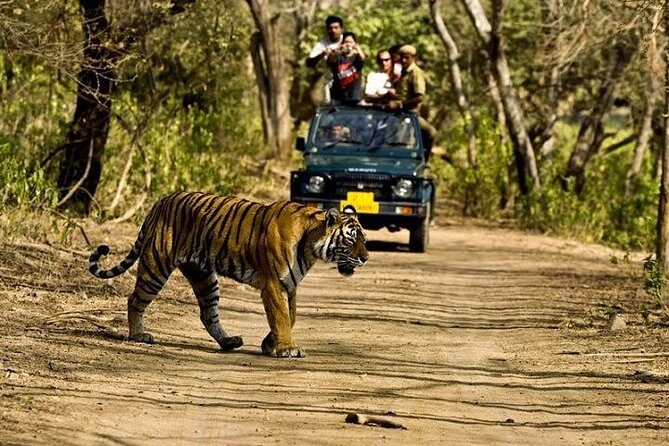 Private 5-Day Ranthambhore Tiger Tour from Delhi including the Taj Mahal, Agra and Jaipur - Practical Considerations and Tips
