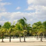 Private 8-hour City Tour of Miami with private driver/guide with hotel pick up - FAQ