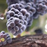 Private All-Inclusive 3-Winery Tour Santa Ynez/Solvang/Buellton - Who Will Love This Tour?