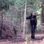 Private All-Inclusive Algonquin Tours (3 Day Guided Camping) - The Experience: What Really Sets This Tour Apart