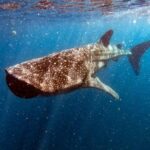 Private and Shared Whale Shark Tour from Tulum - A Detailed Look at the Whale Shark Tour from Tulum