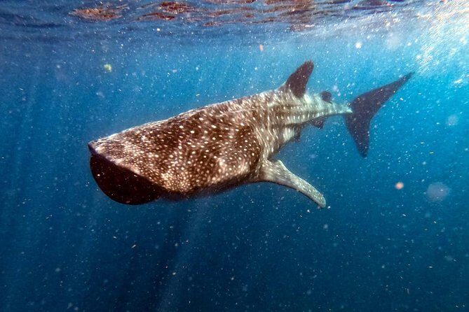 Private and Shared Whale Shark Tour from Tulum - A Detailed Look at the Whale Shark Tour from Tulum