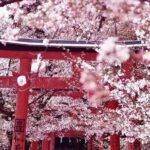 Private arrival transfer from Kansai International airport to Kyoto City - Authentic Experiences Highlighted in Reviews