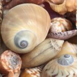 Private Barrier Island Shelling Tour - Final Thoughts