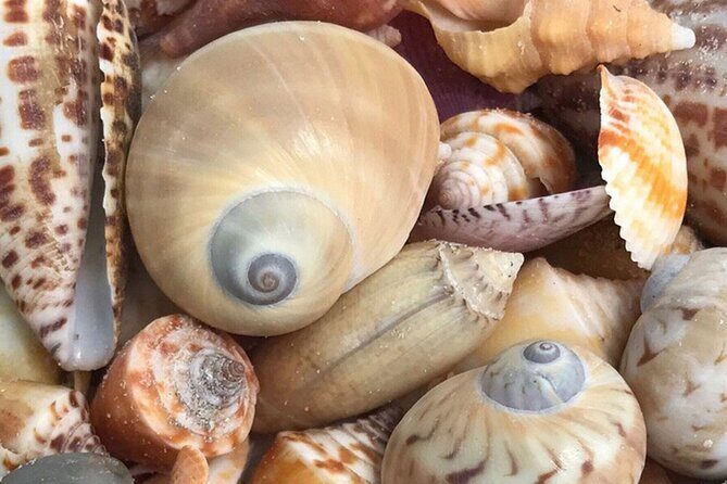 Private Barrier Island Shelling Tour - Final Thoughts