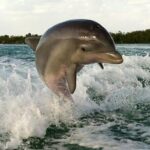 Private Beach or Sunset Boat Tour In Naples Florida - Why This Tour Offers Great Value