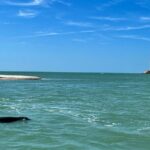 Private Best of Marco Island Dolphin Tour - Who Would Love This Tour?