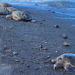 Private Big Island Tour of East to West - FAQs