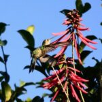 Private Birdwatching Tour in Sian Ka'an Muyil - Authentic Adventures for Curious Travelers