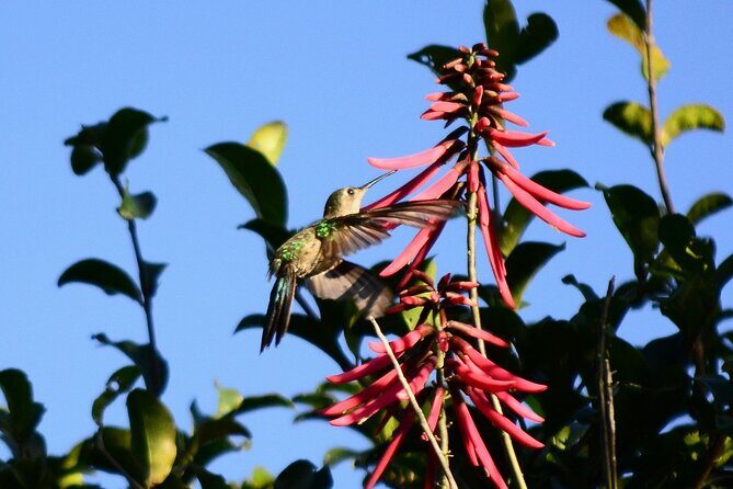 Private Birdwatching Tour in Sian Ka'an Muyil - Authentic Adventures for Curious Travelers
