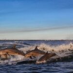 Private Boat Tour Dolphins Sunsets Shell Island and Snorkeling - An In-Depth Look at the Private Boat Tour Experience