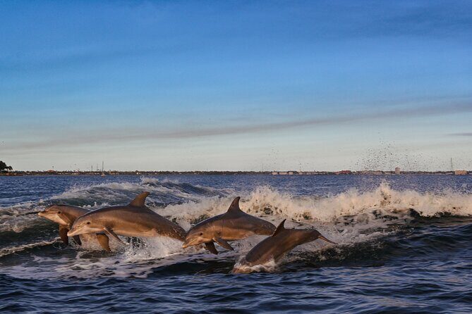 Private Boat Tour Dolphins Sunsets Shell Island and Snorkeling - An In-Depth Look at the Private Boat Tour Experience
