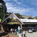 Private: Cameron Highlands 2 days 1 night Trip - What You’ll Experience Over Two Days
