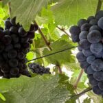 Private car tour in Sedona and Verde Valley experience - Who Should Consider This Tour?