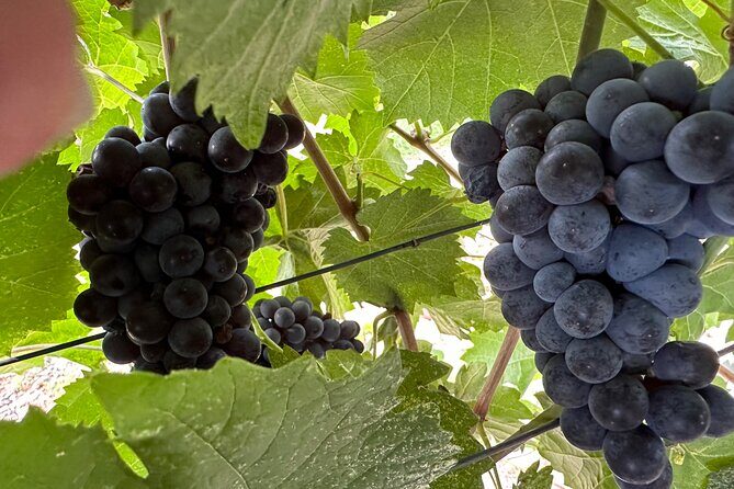 Private car tour in Sedona and Verde Valley experience - Who Should Consider This Tour?