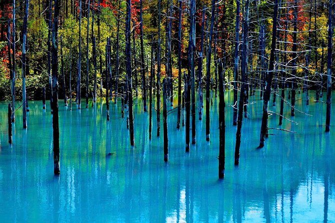 Private Car Tour of Furano and Biei in Hokkaido with Local Guide - Final Thoughts