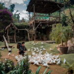 Private Car Trip to Cat Cat, Alpine Coaster and Moana Café - Who Should Book This Tour?