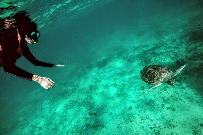 Private Cenote & Snorkeling Tour with Turtles in Akumal - The Value of a Well-Rounded Experience