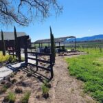 Private Champagne and Wine Tour to Sonoma and Napa - An In-Depth Look at This Celebrated Tour