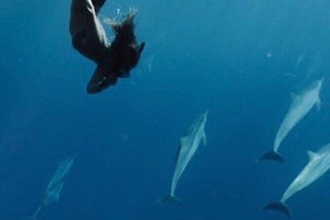 Private Charter Humpback Whale Watching & Dolphin Search - Who Will Love This Tour?