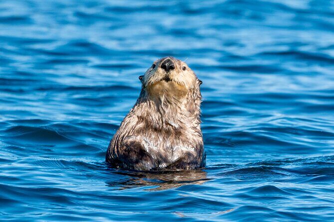 Private Charter Scenic Wildlife Excursion for Cruise Passengers - Who Will Love This Tour?