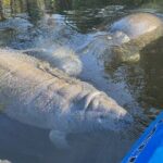 Private Chassahowitzka River Exploration kayak tour - What You’ll Actually Do