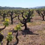 Private Chauffeured Winery Tour - What Reviewers Say