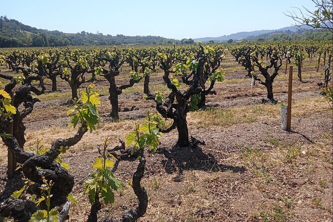 Private Chauffeured Winery Tour - What Reviewers Say