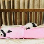 Private Chengdu City Highlight Day Tour - Frequently Asked Questions