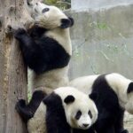 Private Chengdu Day Tour: Giant Pandas and Jinsha Site Museum - Strolling Through Wide and Narrow Alleys (Kuan-Zhai Lane): Heritage Meets Modern Life