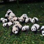 Private Chengdu Highlights Day Trip: Panda Base and City from Chongqing by Train - FAQ