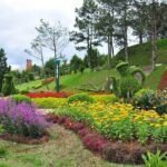 Private City Tour in Dalat - Authentic Experiences and Traveler Insights