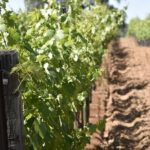 Private, Customized Napa Valley Wine Tasting Tour 6To14 passenger - The Breakdown: What To Expect